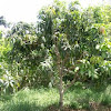 How Long Mango Tree Bear Fruit - 5 Facts About Mango Wood Tree Hut Wooden Watches / (unless you know how to graft them or know someone who does.) mango trees that were grown in a.
