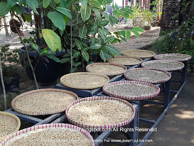 Pawon Luwak Coffee