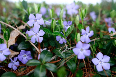 vinca in gradina romantica