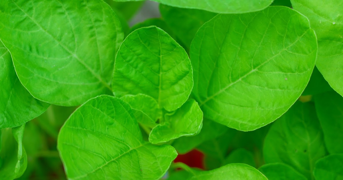 TanamSendiri.com -- Grow Your Own: Benih Untuk Dijual 