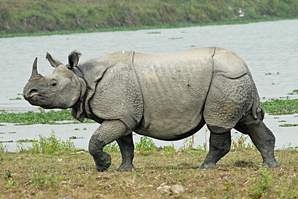 60 Gambar  Hewan Gajah  Badak dan Jerapah Ayeey com