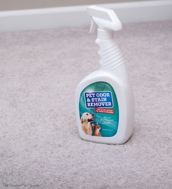 Using OmegaPet carpet cleaner to clean pet stains