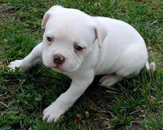 Bulldog Puppies Picture