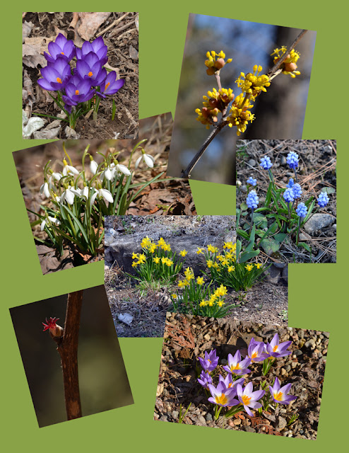 collage of spring bulbs