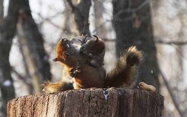 The ultimate squirrel battle, funny squirrel fight, funny squirrel pictures, funny pictures