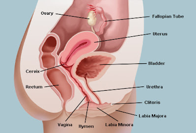 Female reproductive organ diagram | Images of female reproductive system | Diagram of female reproductive organ