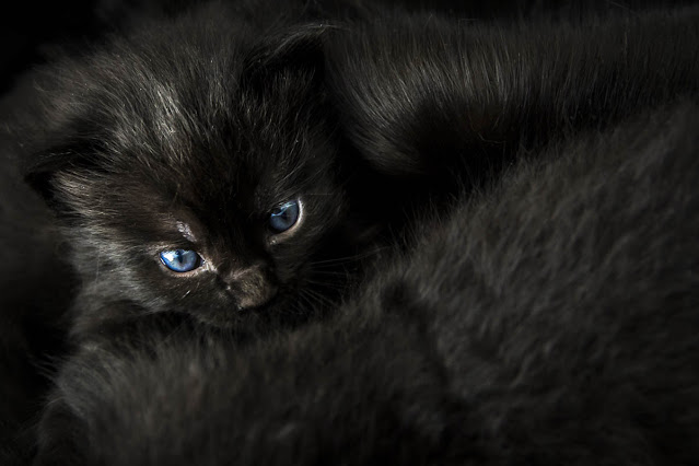 Retrato de mascota, foto de Carlos Larios