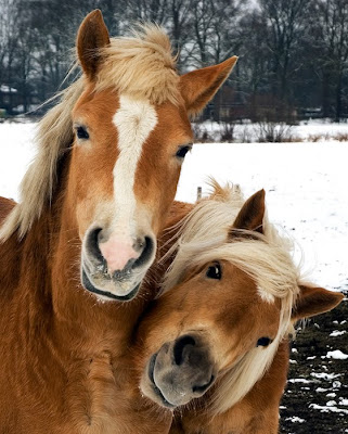 Love In Animal Kingdom