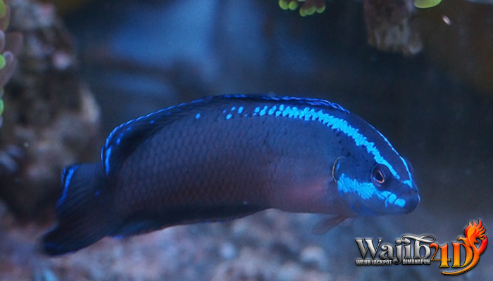 Sekilas Pengenalan Tentang Ikan Dottyback