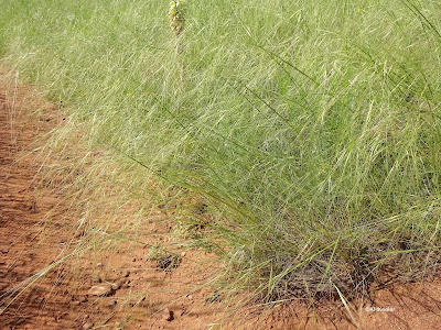 needle and thread grass, Hesperostipa comata
