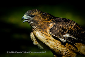 Birds of Prey Red Tailed Hawk Buteo jamaicensis by Dakota Visions Photography LLC Black Hills Photo Shootout Elise