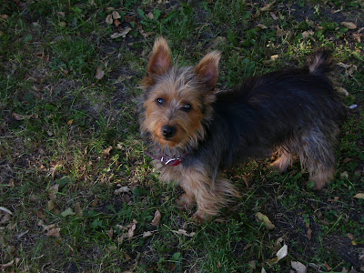 Australian Terrier