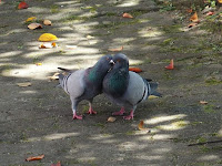 ハトさん、キスでもしてのかな～。