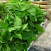 Benefits of Limnocharis flava (Genjer, yellow velvetleaf) For Your Health