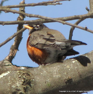 American Robin