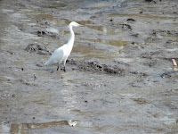 Little egrets are year-long residents in Japan - photo by Denise Motard, Mar. 2013