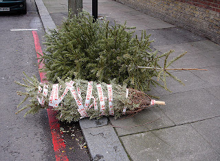 sad dead christmas trees alone 