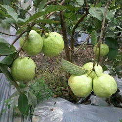 Jual Bibit Jambu Kristal Siap Diorder