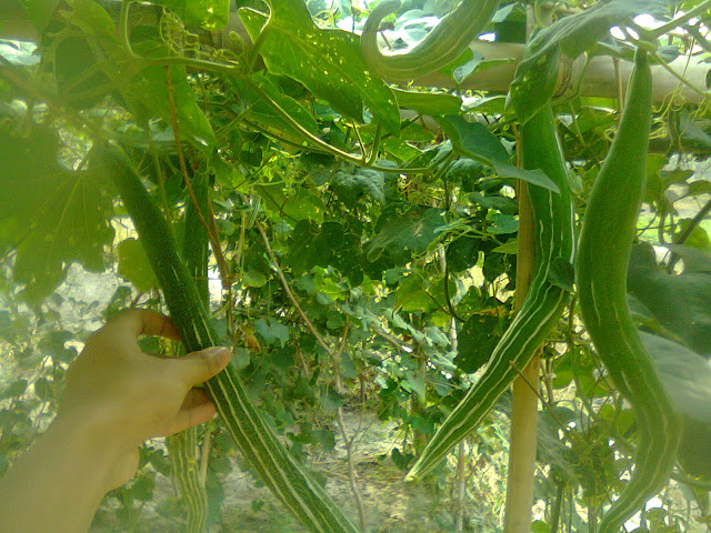 Produktivitas Buah Pare Belut Meningkat dengan Bantuan Bakteri Tanah