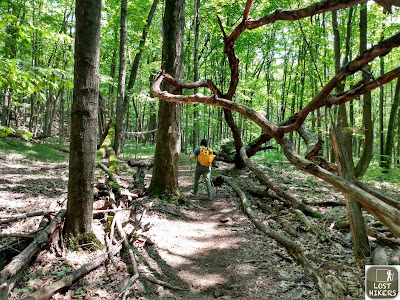 Bosques que dan sombra al Appalachian Trail