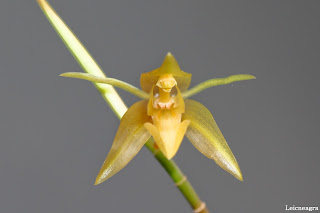 Coelogyne cuprea