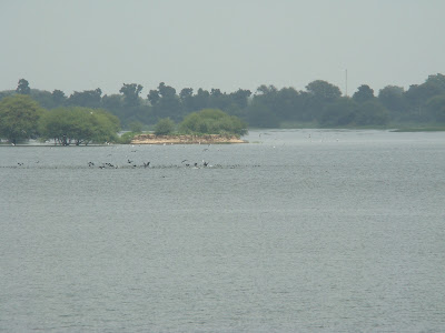 "The Thol Lake, in Gujarat a birders paradise."