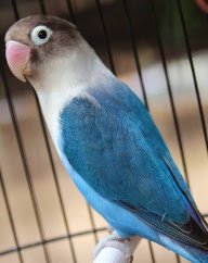 Lovebird Biru Cobalt Biasa