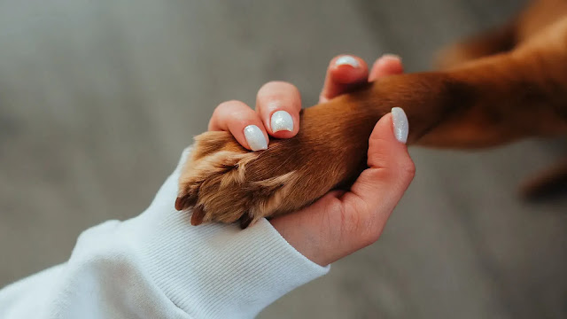 Human hand and dog paw