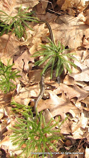 Eastern Garter Snake