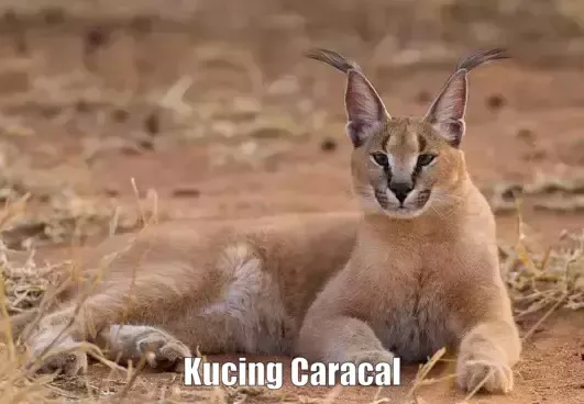 Kucing Caracal, Kucing Liar Afrika Berharga Mahal
