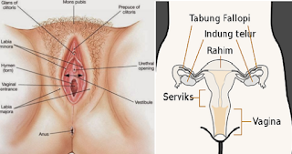 Bagian Organ Alat Reproduksi Wanita & Fungsinya 