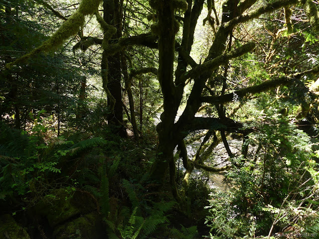 water through the tree limbs