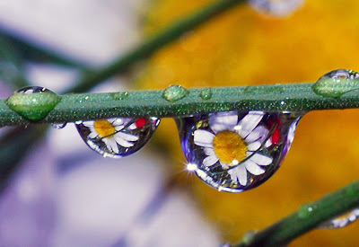 sparklin' drops of spring by Steve took it from flickr (CC-NC-SA)