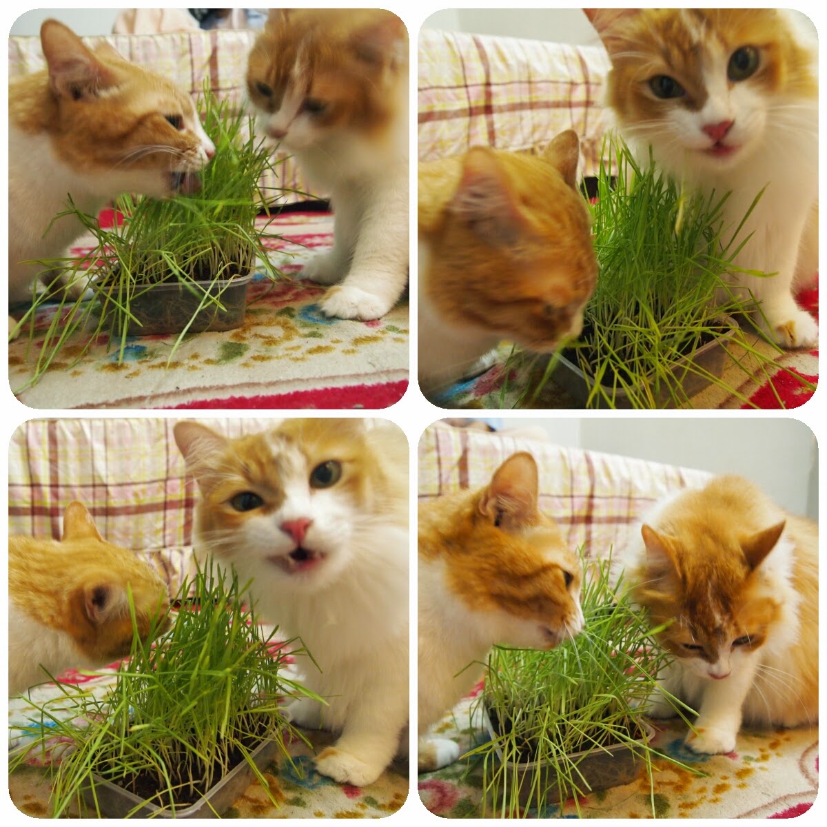 Wardah's Tiny Heart: Kenapa Kucing Makan Rumput