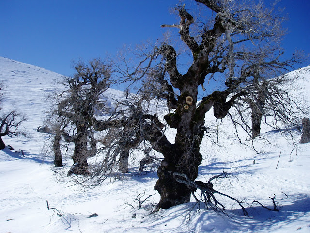 QUEJIGO: Quercus faginea