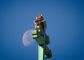 Amelia perched on a church cross with the moon behind her.