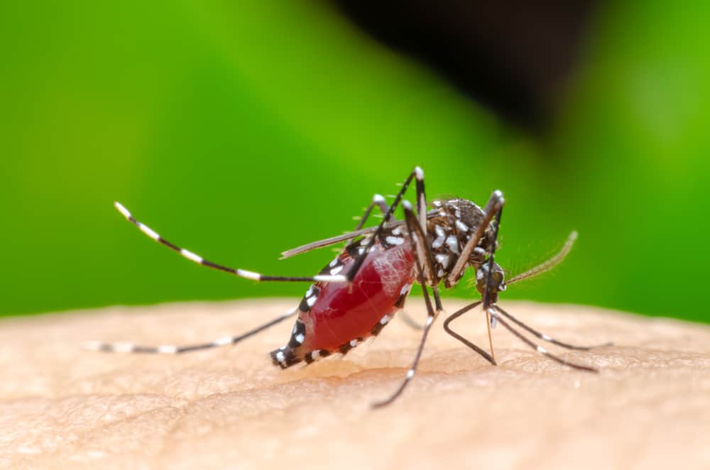  Chikungunya  Jenis Virus Ditularkan oleh Nyamuk  Kumpulan 