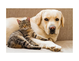 yellow labrador retriever lying with a grey cat