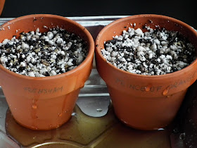Watering pelargonium seeds sowed in sterilized germination mix