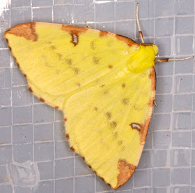 Brimstone Moth, Opisthograptis luteolata.  Geometridae.  Moth trap at Sevenoaks Wildlife Reserve, 27 April 2014.