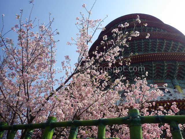 Tianyuan Temple cherry blossom