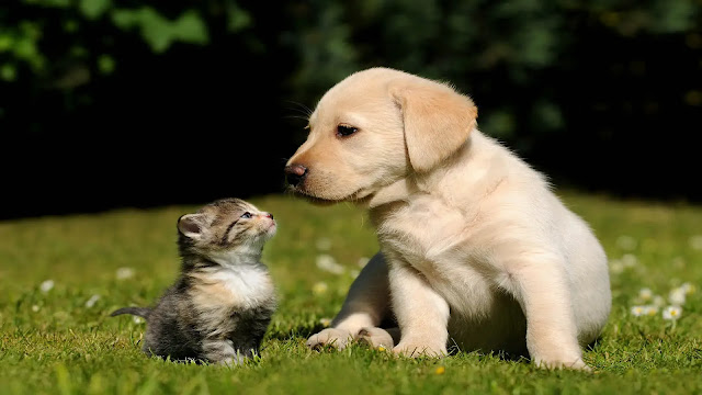 Kitten with Puppy