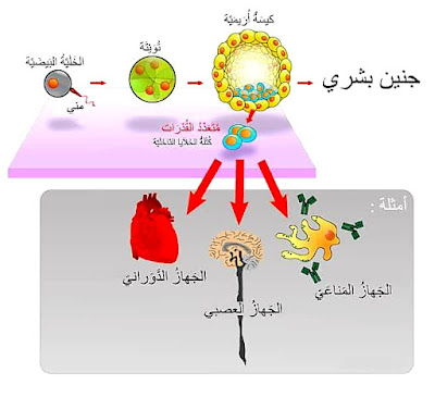 محاكاة إعجازات الرحمن في خلق الخلايا الجذعيه  Stem Cells  الخلايا الجذعية المستحدثة