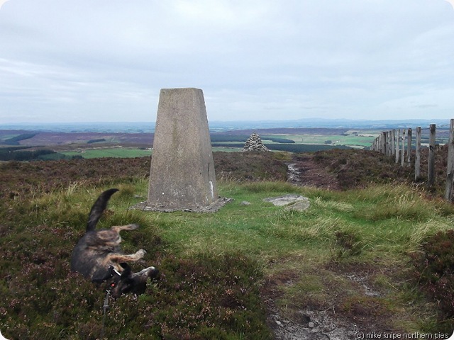 topof boilts law with dawg roilling about like an idiot