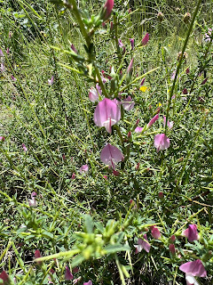 [Fabaceae] Ononis spinosa – Spiny restharrow