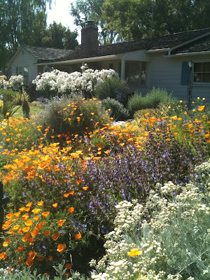 poppies and other CA natives in Land Park