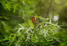 Blackburnian Warbler