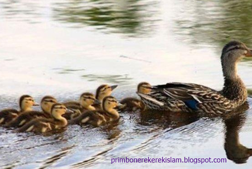 18 Arti  Mimpi Tentang Hewan  Bebek Menurut  Primbon Jawa 