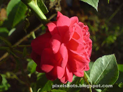 images of rose flowers. Rose Flowers photographed