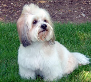 lhasa apso dog puppy breeds hound chien hund perro canine animals domestics maskotak pets Haustiere huisdieren animaux de compagnie husdjur info